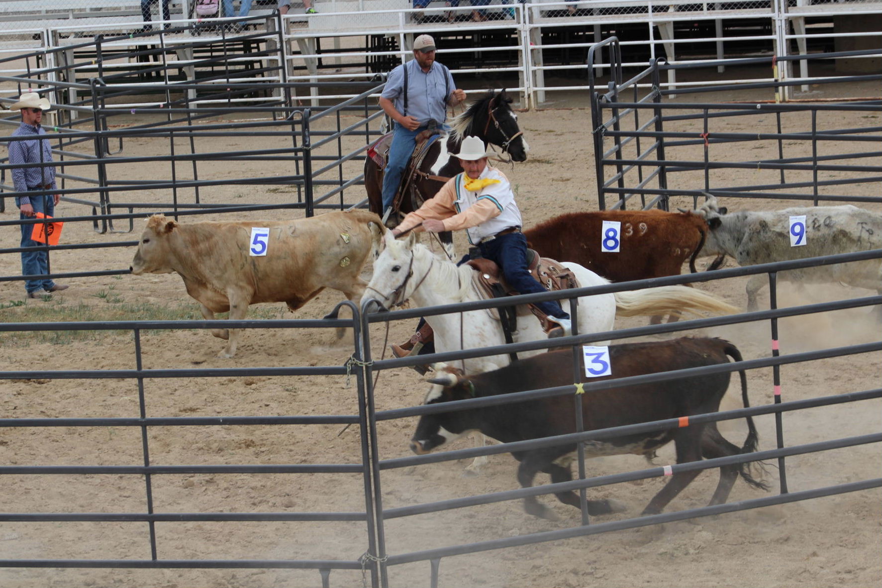 Acrissul sedia etapa do campeonato estadual de ranch sorting