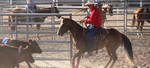 Campeonato de Ranch Sorting abre inscrições em Nova Andradina