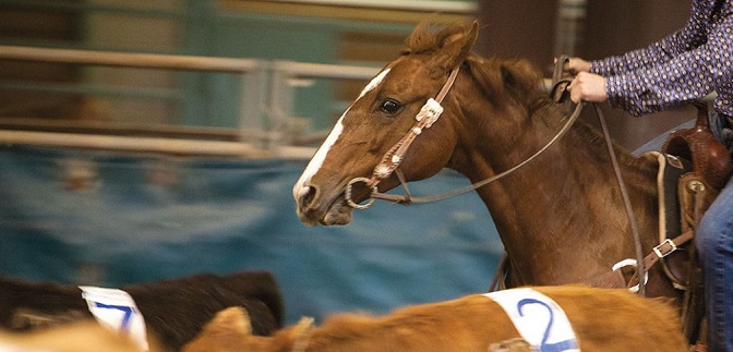 Nova Andradina sedia campeonato de ranch sorting 